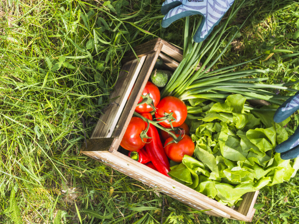 verduras en verano